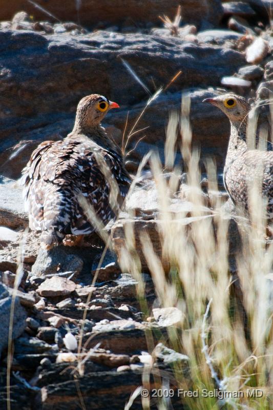 20090607_113448 D300 X1.jpg - Guinea Fowl, is a bird,  native to Africa and was seen in  Kunene Region of Namibia. They have no featherso n their head